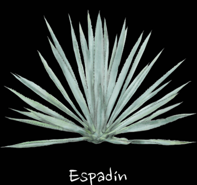 agave espadín